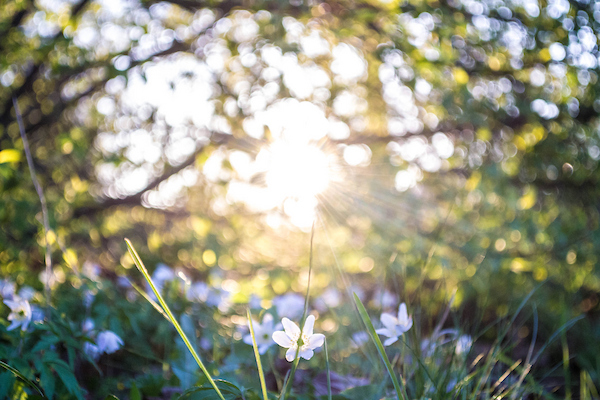 Vitsippor i motljus.