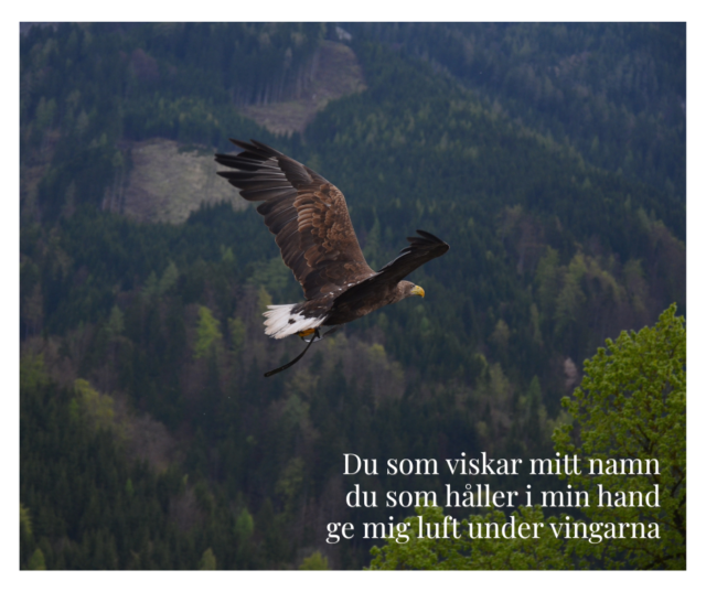 Som en örn vill jag segla