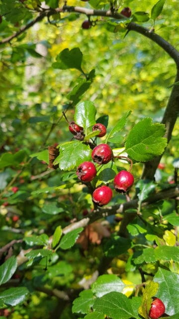 Vi läser Bibeln och ber tillsammans