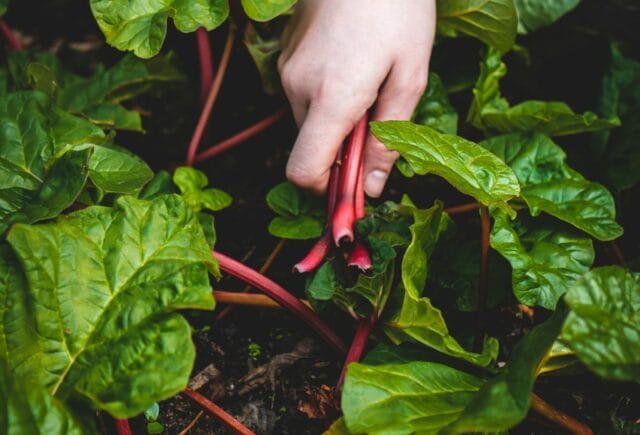 Gro – ett år med odling och teologi