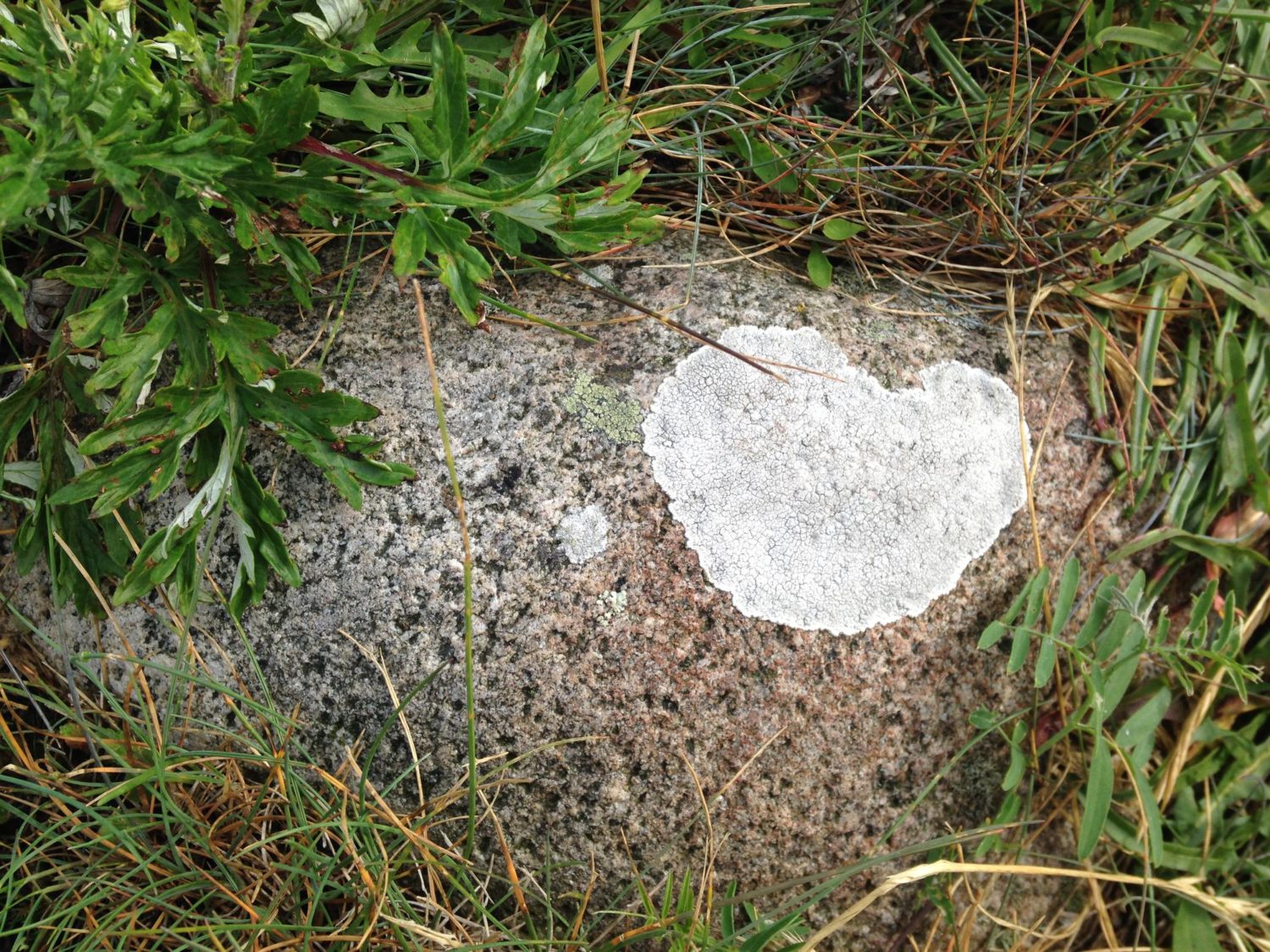 Lava i form av ett hjärta på en sten