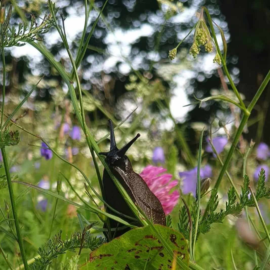 Sommarsnigel