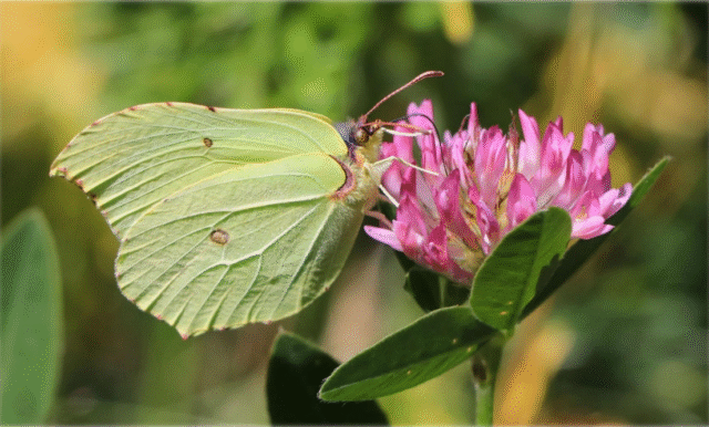 Programblad för sommaren