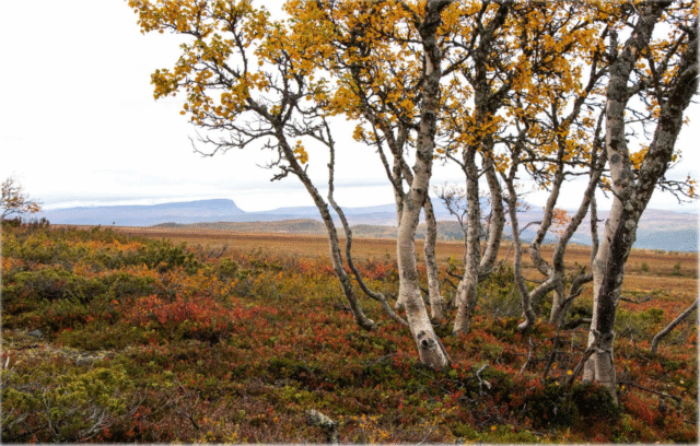 Höstens programblad