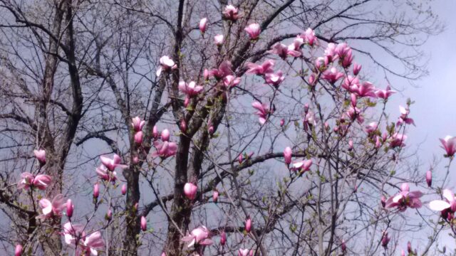 Vilan jag så väl behöver