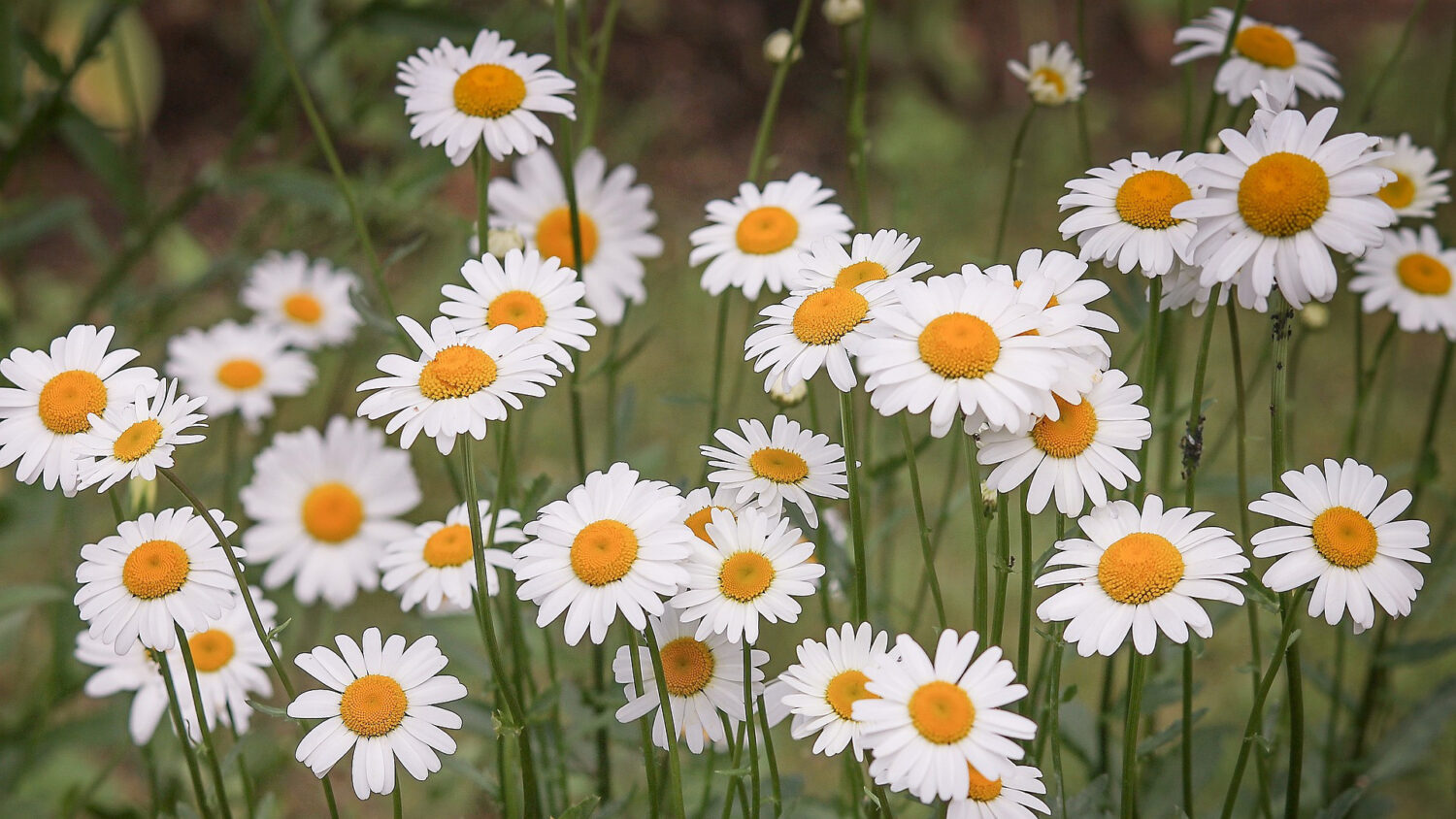 Prästkragar på äng