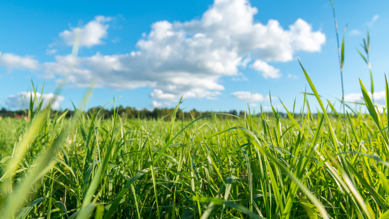 Grönt gräs himmel sommar