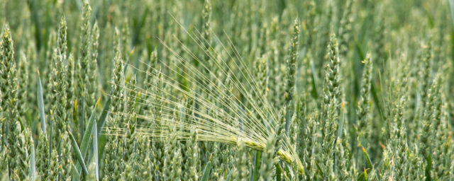 Gudstjänst 9e februari