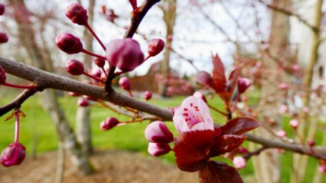 Getsemanestund på Skärtorsdagen