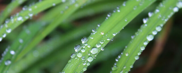 Ekumenisk gudstjänst 1a februari