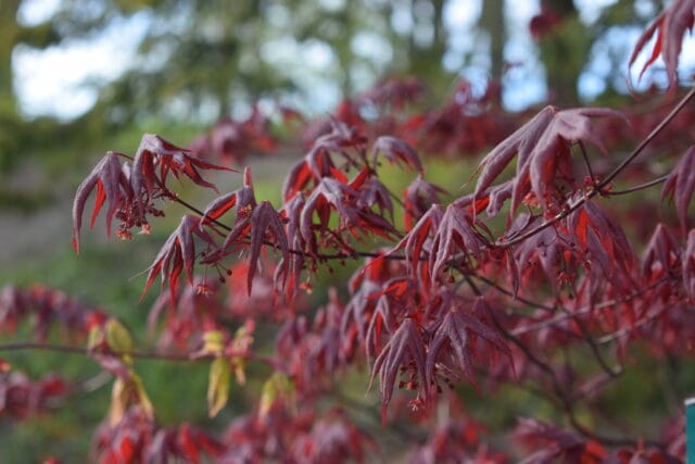 Få programbladet direkt i mobilen
