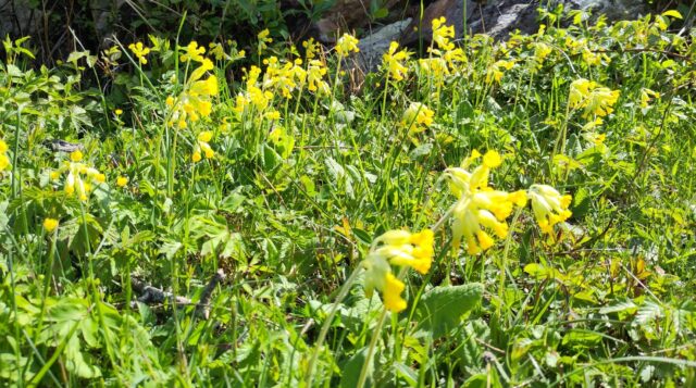 Gudstjänst söndag 2025-05-11 kl 10:30