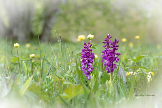 Gudstjänst  29 juni