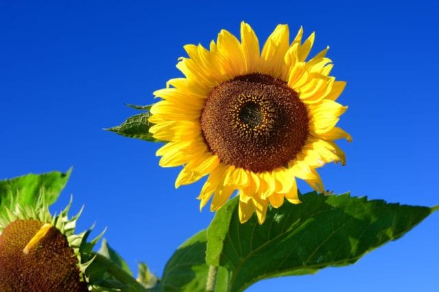 Att vara ledd om dagen och om natten (Nehemja 9:19-21)