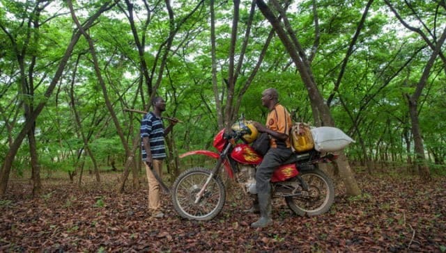 Från bush till skog – på 25 år