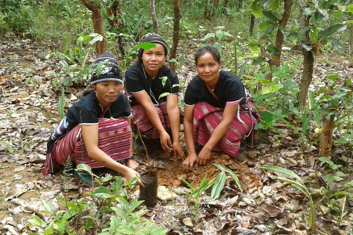 Planteringav skog i Thailand
