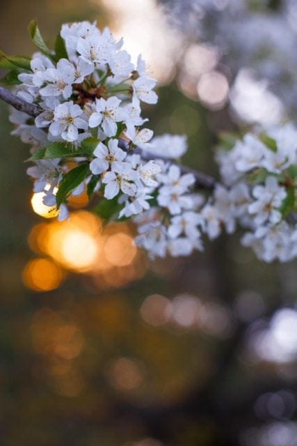 Sommarhälsning