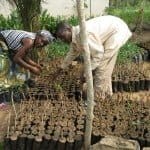 Här ska det bli fina kroton