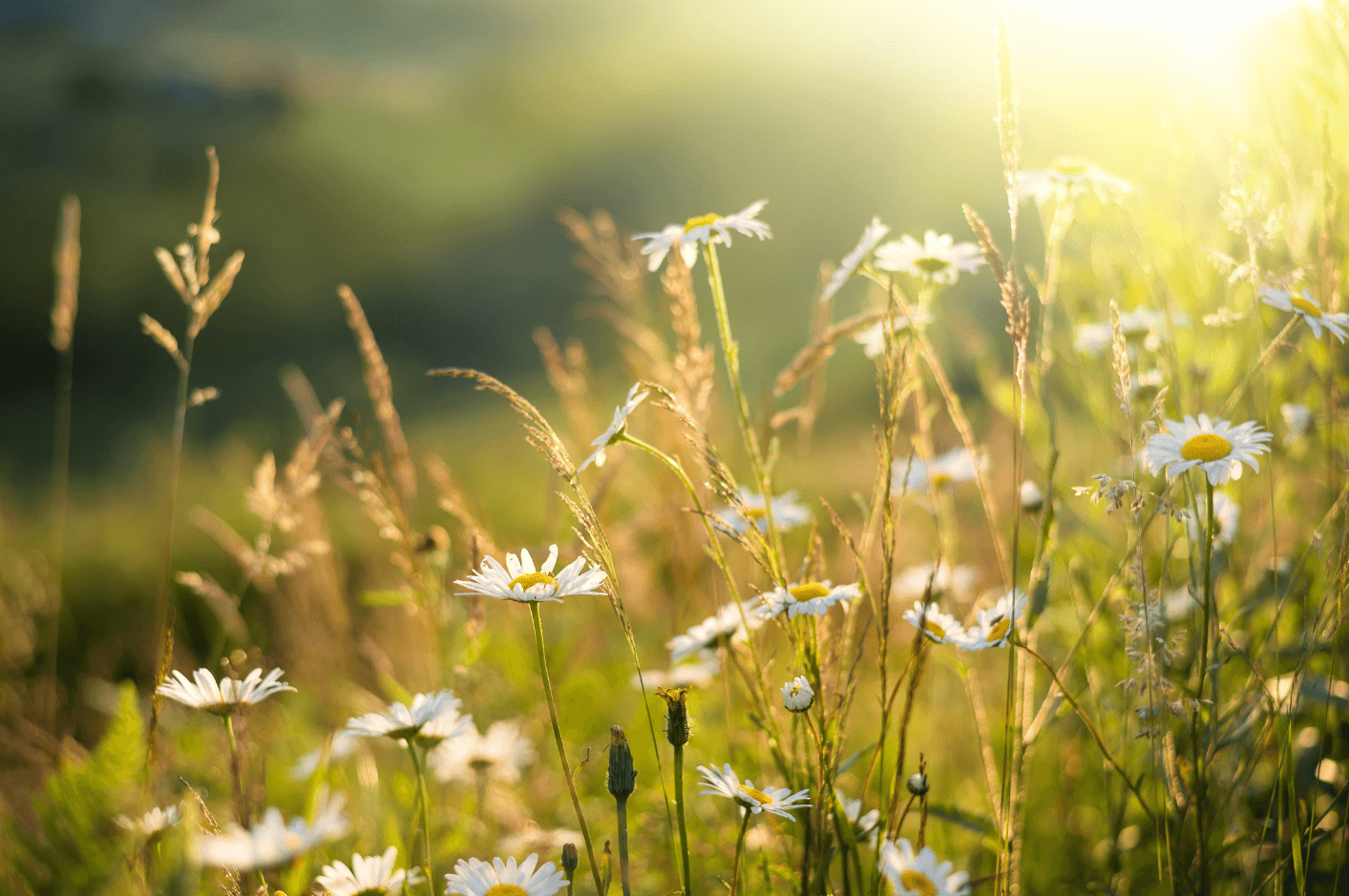 Bild av en sommaräng med gräs och tusenskönor i solnedgång