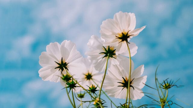 Psalm 130 – Förlåtelse, fruktan och befrielse