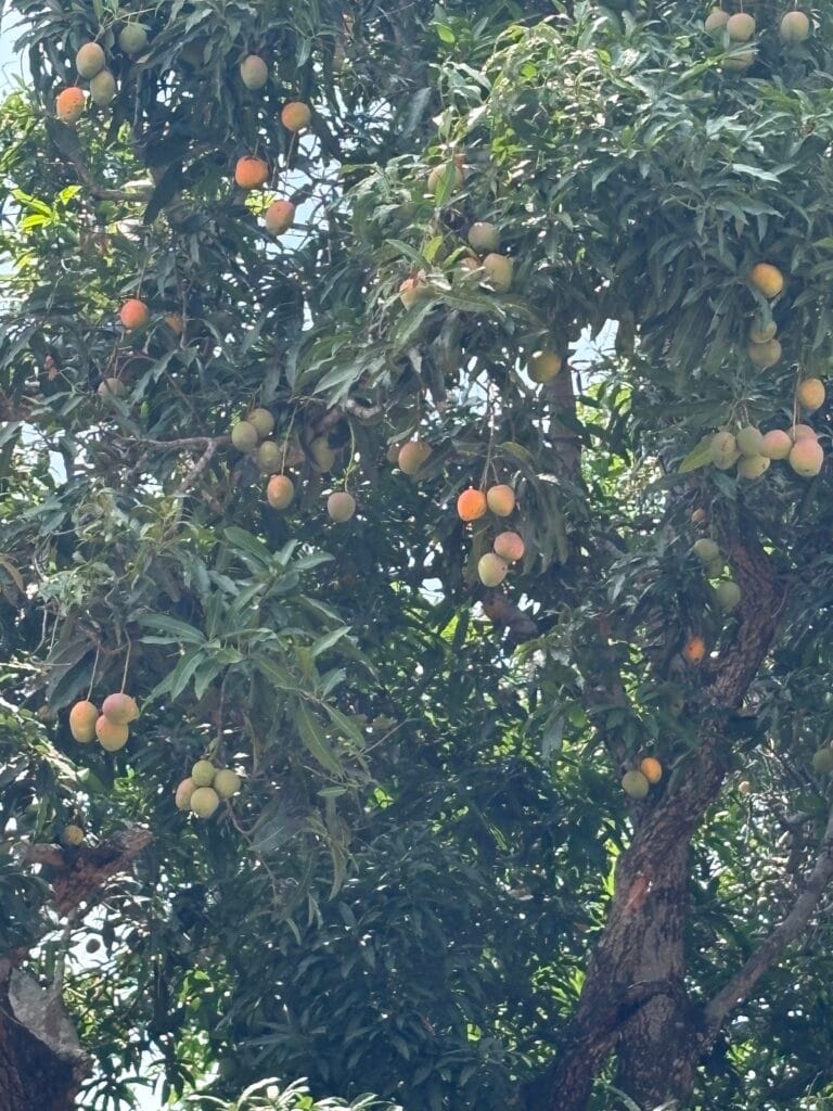 Mangoträden i Ngabe dignade av mogen mango.