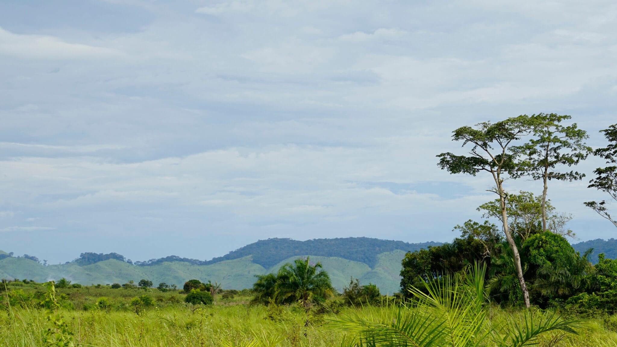 Utsikt gräs och svann - Kongo Brazzaville
