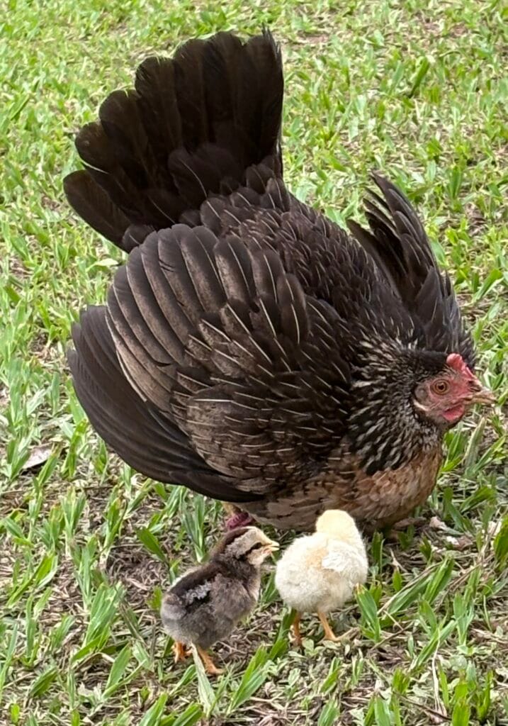 Franklins höna med kycklingar