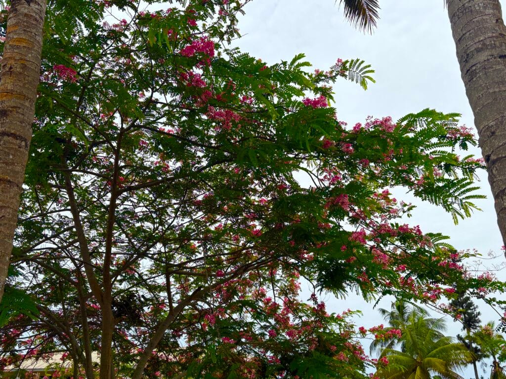 Blommande träd i Kongo Brazzaville