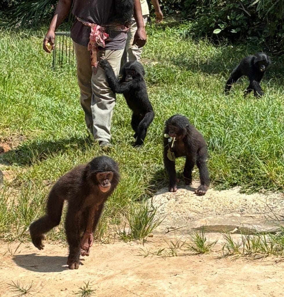 Bonobo-apor på trauma- och rehabiliteringscenter utanför Kinshasa.