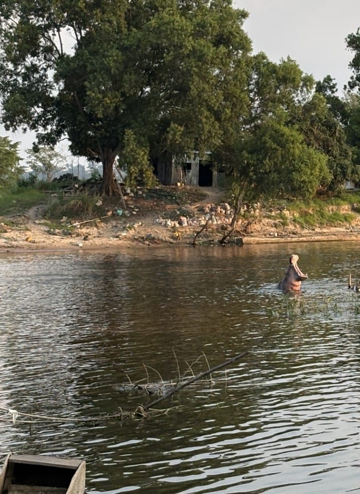 Flodhäst i Djouefloden.