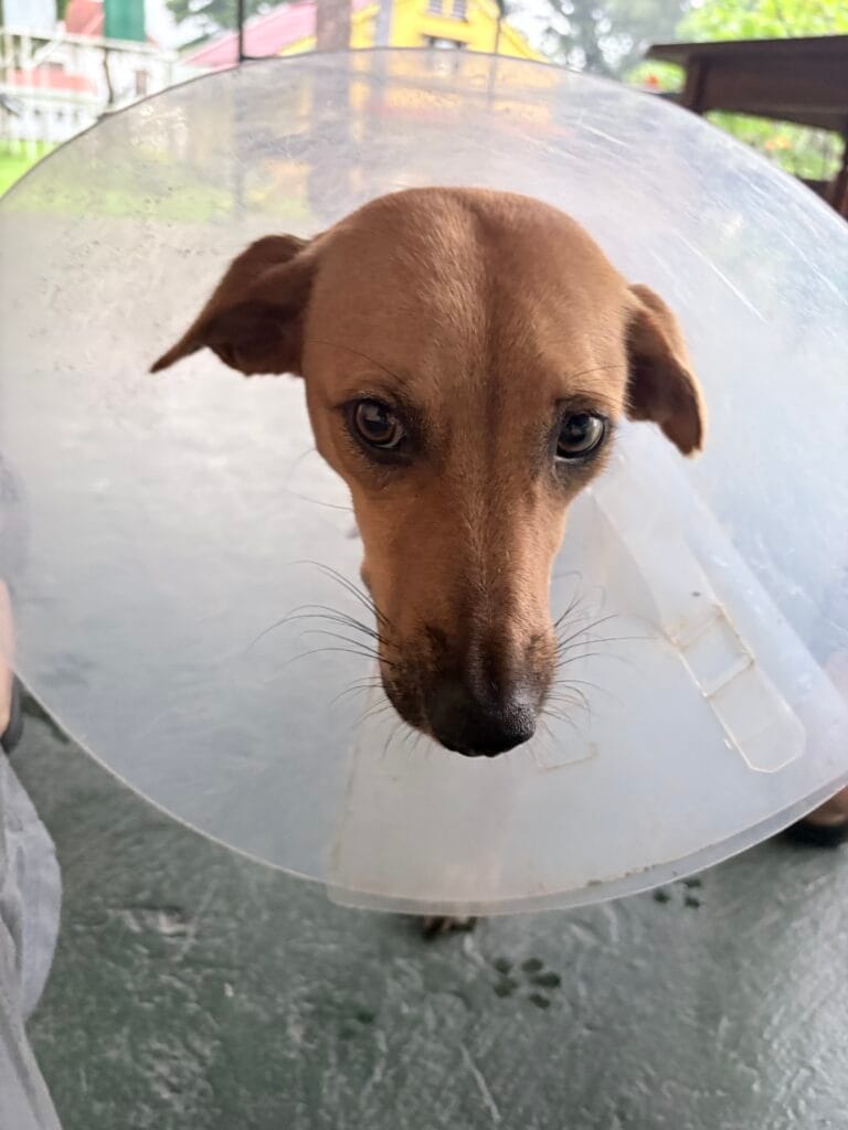 Nicki var inte glad över veterinärbesöken