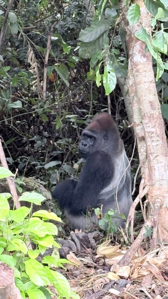 Lesio Luna gorilla