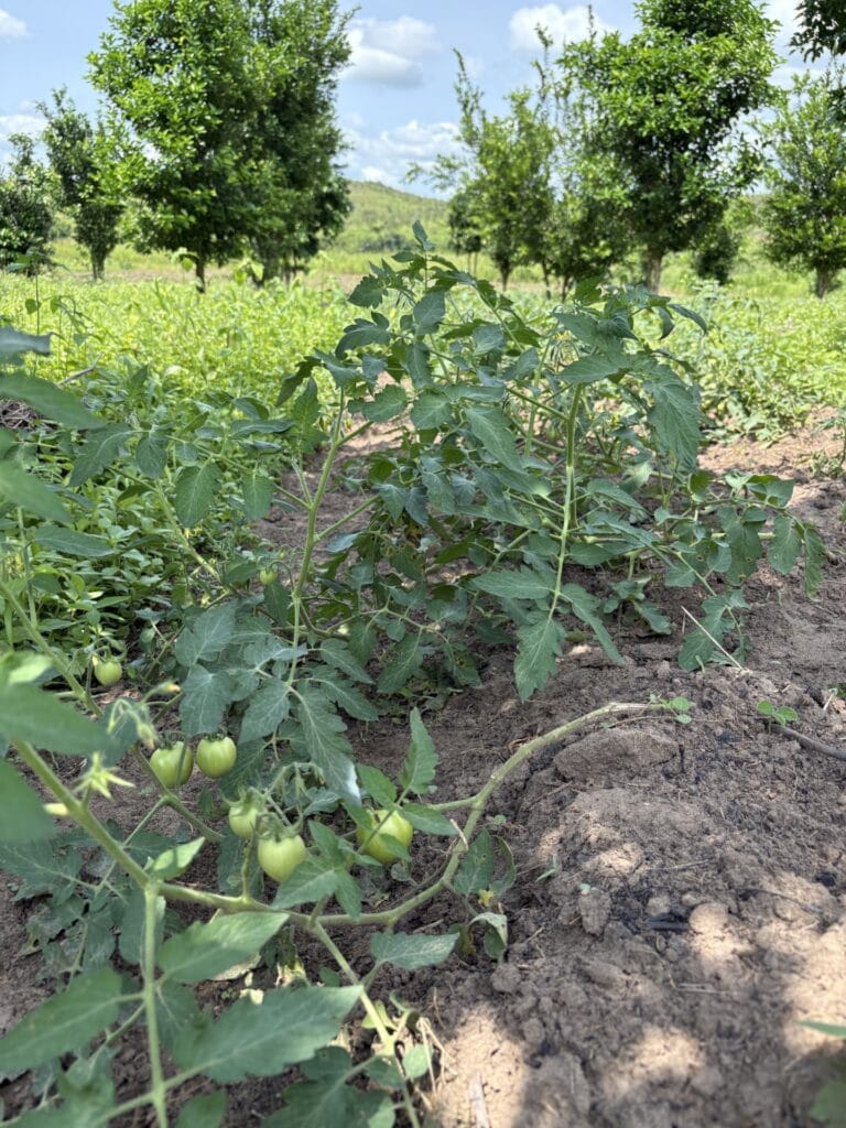Tomater och aubergine odlas mellan citrusträden i en av våra trädplanteringar i Loutete i Bouenza.