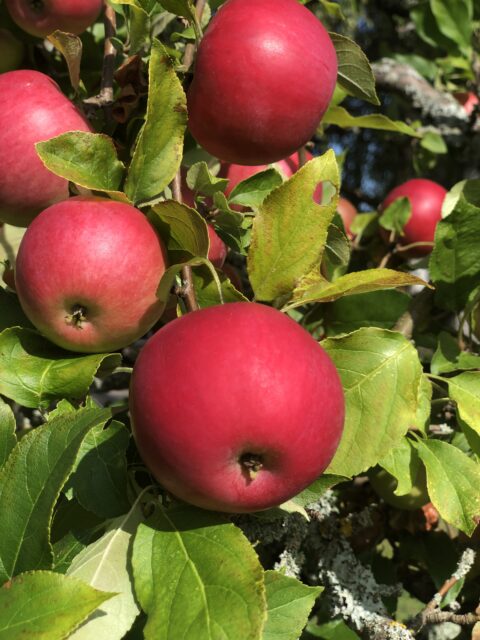 Retreat på Norra Vi-gården, september 2026