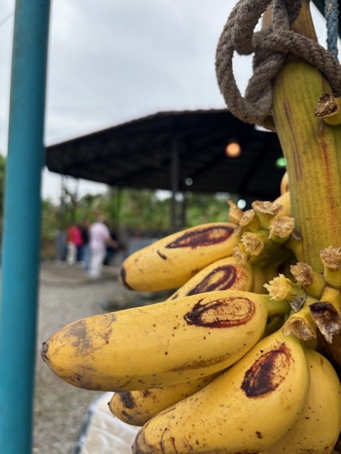 Årsmötet pågår i bakgrunden av bananstocken.
