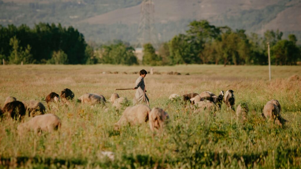 Herde med får på en äng