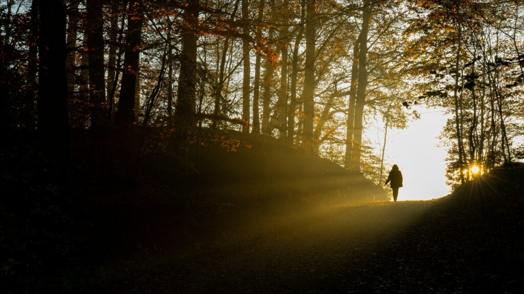 En person som promenerar i en skog i motljus.