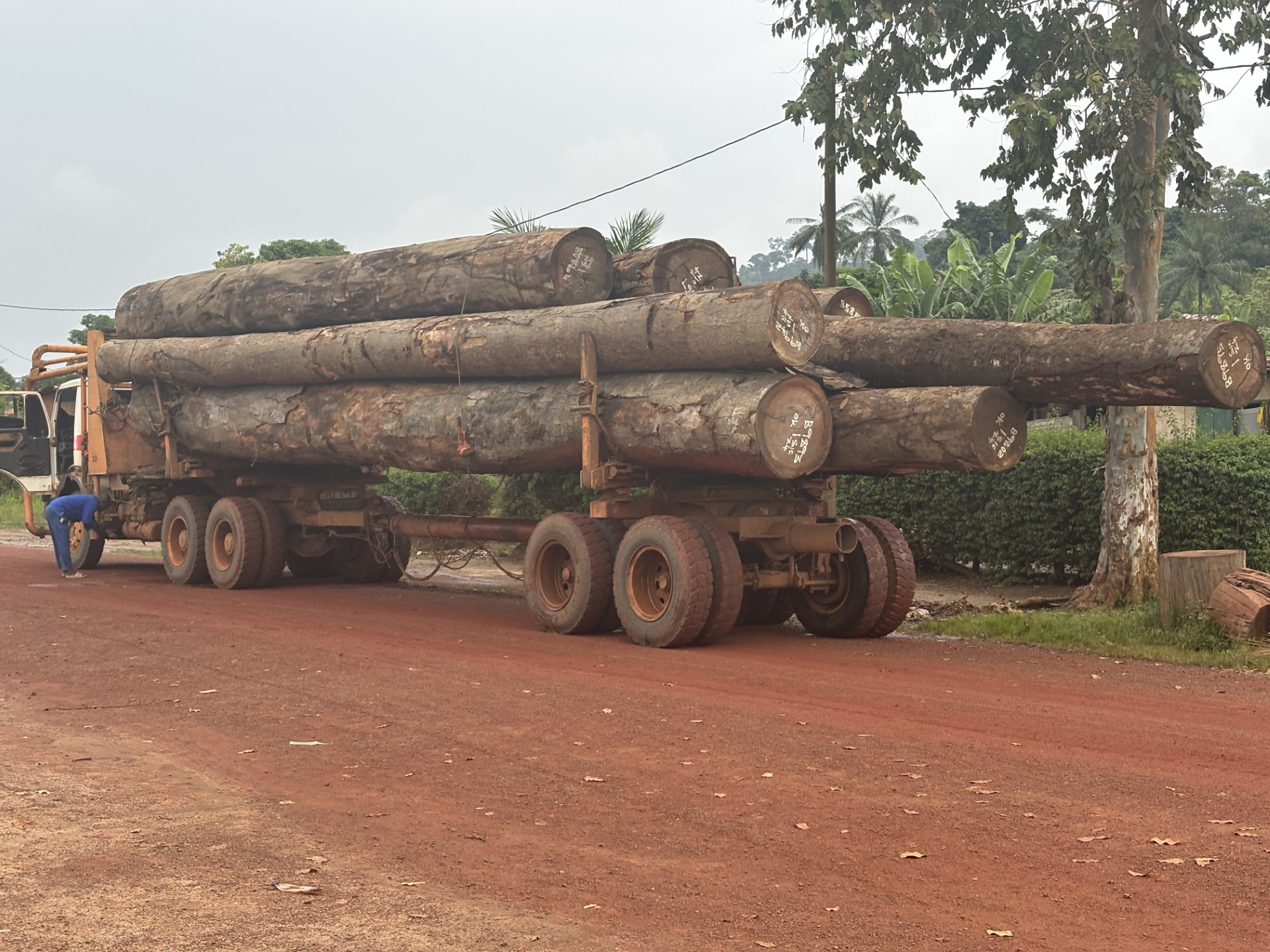 Timmerlastbil på väg från skogarna vid gränsen mot Gabon.