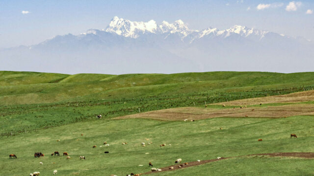 Psalm 145 – Stillar Gud allt levandes hunger?