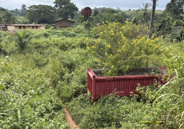Vid spåren som regnskogen slukade