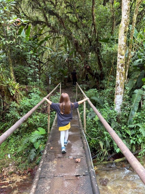 En bro i Amazonas djungel, Sumaco, Ecuador 